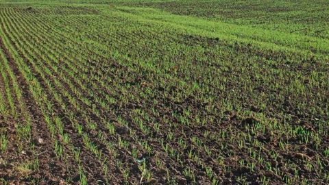 La surveillance des pucerons démarre dès la levée des céréales d'hiver.