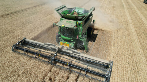 La FAO estime que la production mondiale de céréale atteindra un nouveau record pour la campagne 2025-2026.