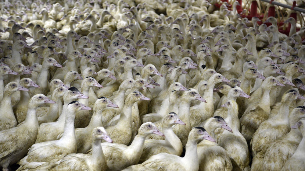 elevage de canards de Barbarie