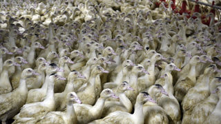 La préfecture de Vendée a annoncé la découverte de 5 nouveaux foyers d’influenza aviaire hautement pathogène (IAHP) dans des élevages de canards.