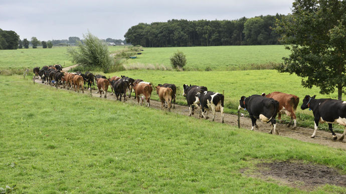 L’ensemble de la production agricole représente 531,9 milliards d'euros en 2024 dont 50 % proviennent des cultures et 41 % de l'élevage.