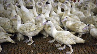 Un élevage de canards situé sur la commune de Vergt en Dordogne est touché par la grippe aviaire, annonce la chambre d'agriculture.