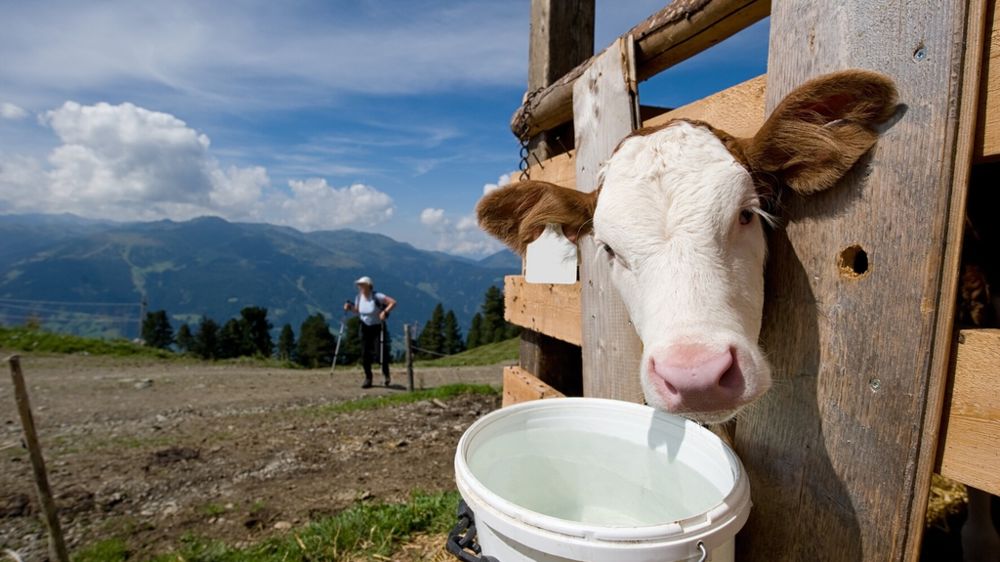 Veau en case avec un seau d'eau