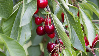 Prunus cerasus BIGARREAU DE LA SAINT ANTOINE® Gardel