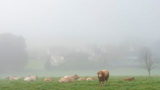 Vaches dans le brouillard