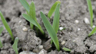 Les premières levées d'orge de printemps semées à l'automne sont déjà observées.