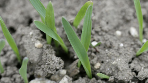 Les premières levées d'orge de printemps semées à l'automne sont déjà observées.