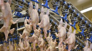 Les abattages de poulets reculent de 3,2 % entre septembre 2024 et septembre 2025.