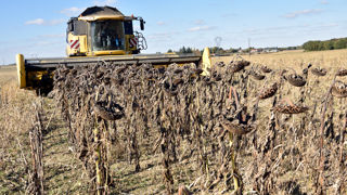 En France, les dernières prévisions publiées par Agreste confirment une faible récolte en 2025, à moins de 1,5 million de tonnes.