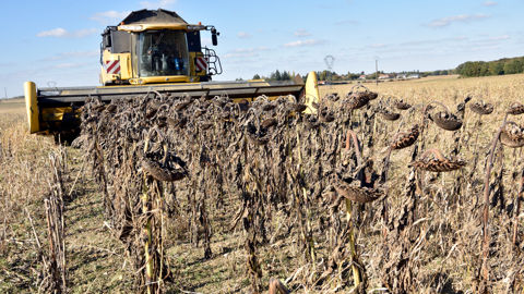 En France, les dernières prévisions publiées par Agreste confirment une faible récolte en 2025, à moins de 1,5 million de tonnes.