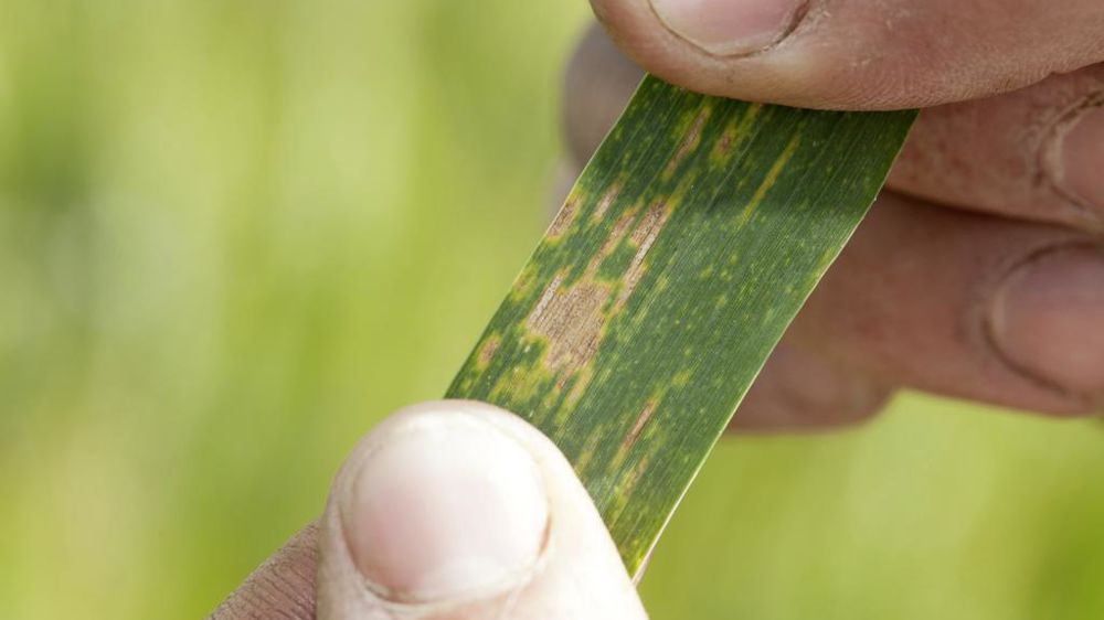 Syngenta et Amoéba s'associent pour déployer un nouveau biofongicide visant à lutter contre la septoriose et la rouille jaune du blé.