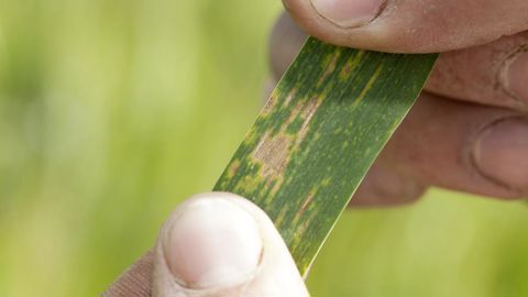 Syngenta et Amoéba s'associent pour déployer un nouveau biofongicide visant à lutter contre la septoriose et la rouille jaune du blé.