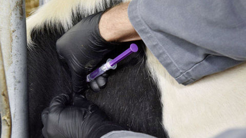 Selon l'Anses, la France a atteint un palier dans la réduction de l'usage des antibiotiques en élevage, après une baisse de 49 % depuis 2011, toutes espèces confondues.