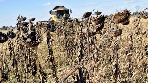 Au 7 novembre 2025, Terres Inovia estime la production française de tournesol autour des 1,5 millions de tonnes pour la campagne 2025-2026.