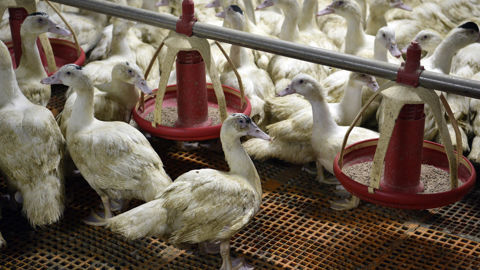 Onze nouveaux foyers de grippe aviaire ont été confirmés entre le 10 et le 16 novembre 2025 dans des élevages de canards de Vendée, selon le dernier bulletin de la Plateforme d’épidémiosurveillance en santé animale (Esa).