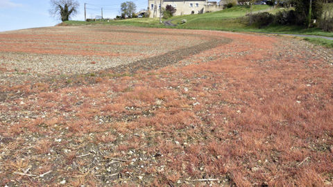 Comme d'autres substances actives phytosanitaires, le glyphosate a bénéficié d'une prolongation temporaire d’approbation à l'échelle européenne.