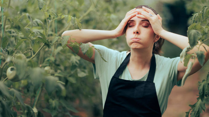 Le « surrisque suicidaire » perdure chez les agriculteurs