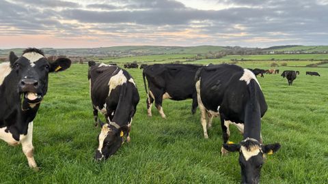 La filière laitière irlandaise est calée sur la pousse d’herbe de printemps. Les outils industriels sont calibrés pour absorber le pic de collecte du mois de mai. Les coopératives ultramajoritaires ont investi ces dix dernières années pour répondre à la politique d’expansion. Elles disposent encore d’une surcapacité de 10%, voire de 20% pour certaines.