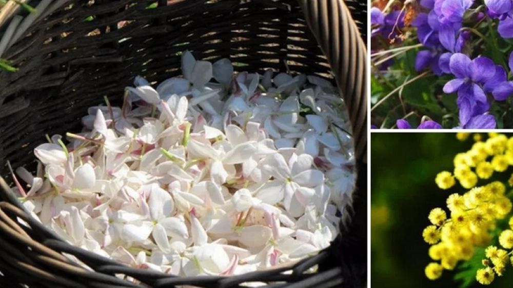 La 6e édition De la fleur aux parfums et aux arômes se déroulera fin novembre 2025 à Grasse (06).