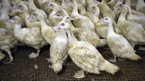 Au 20 novembre 2025, le ministère de l'Agriculture rapporte 44 foyers de grippe aviaire en élevage dans les départements du Pas-de-Calais, de la Loire-Atlantique, du Lot-et-Garonne, de la Vendée, du Cher, de la Haute-Marne, de l'Allier, de la Côte-d'Or, de la Marne, de la Dordogne, du Maine-et-Loire, de la Loire et des Deux-Sèvres.