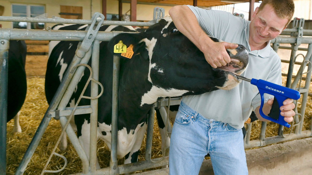 Vétérinaire et vaches laitières