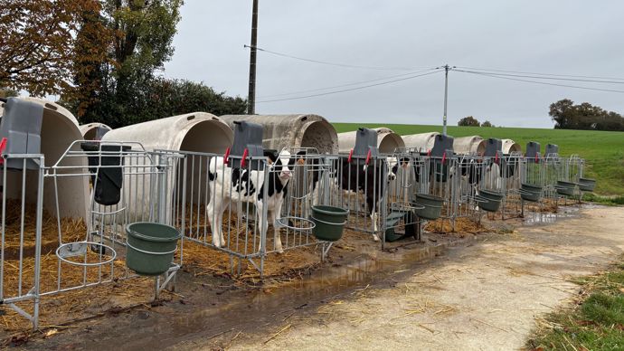Les veaux sont d’abord élevés en niches individuelles.