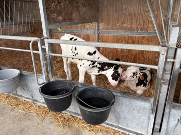 Logement de veaux en pair-housing. Logement de veaux en pair-housing.