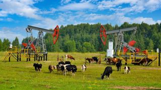 Vaches pâturant près des pompes à pétrole
