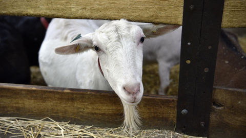 La Fédération nationale des producteurs de lait de chèvre plaide pour des hausses de prix du lait en 2026 dans un contexte de baisse de collecte et du nombre de livreurs.