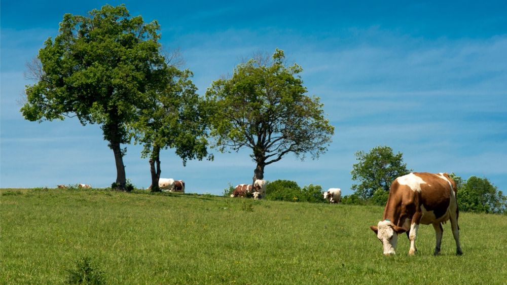 vache montbéliarde au pâturage