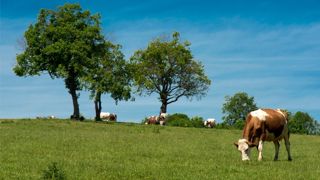 vache montbéliarde au pâturage