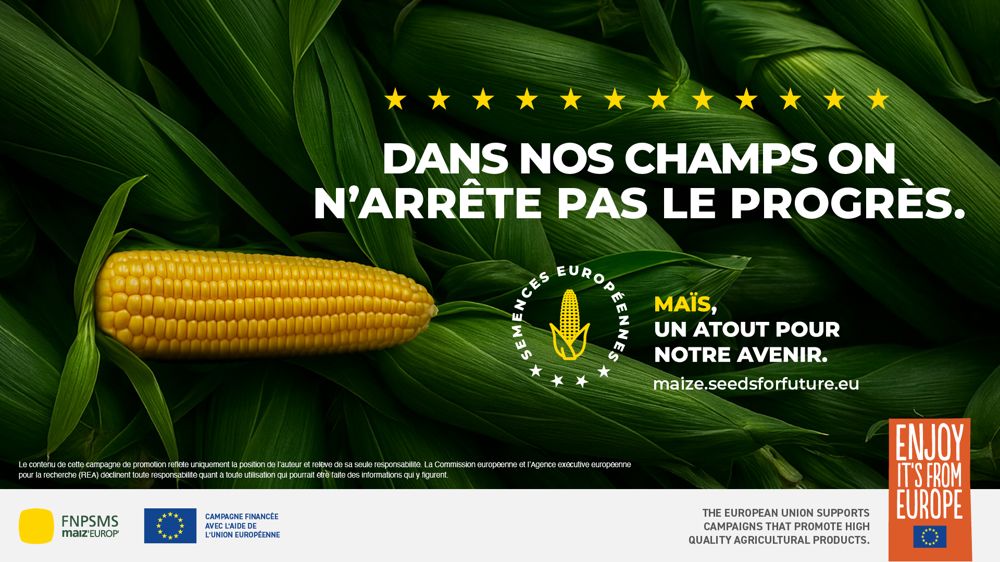 Semences de maïs : 40 ans d’adaptation face au changement climatique