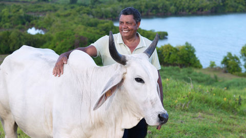 Biguine vache brahman égérie du Sia 2026 et son éleveur André Prosper Biguine vache brahman égérie du Sia 2026 et son éleveur André Prosper