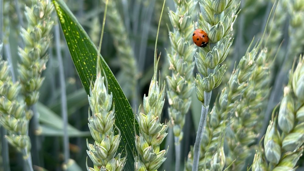 En 2024, les ventes de solutions de biocontrôle ont atteint les 308 M€, soit 12 % du marché total de la protection des plantes.