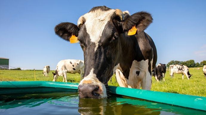 L’eau est nécessaire aux bovins pour leur métabolisme, refroidir leur organisme et véhiculer les rejets (urine, fèces).