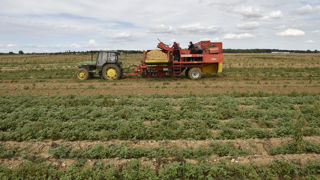 En pommes de terre, « ce n’est pas la production qui manque, mais les opportunités de marché », alerte encore une fois l’Union nationale des producteurs de pommes de terre (UNPT).