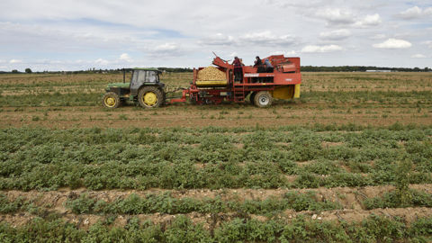 En pommes de terre, « ce n’est pas la production qui manque, mais les opportunités de marché », alerte encore une fois l’Union nationale des producteurs de pommes de terre (UNPT).