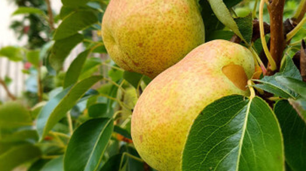 Pyrus communis LONDRES®