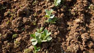 L'objectif de la technique est de sécuriser la production des féveroles de printemps pour alimenter ses débouchés.