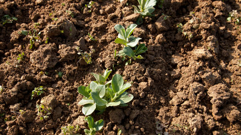 L'objectif de la technique est de sécuriser la production des féveroles de printemps pour alimenter ses débouchés.