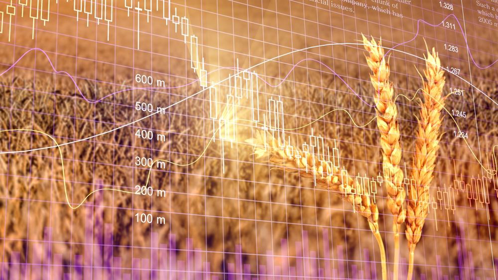 Epis de blé graphes doagrammes