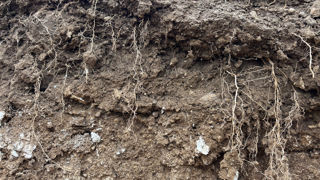 Avec la « directive sur la surveillance des sols », l’Union européenne fixe un objectif « indicatif de parvenir à des sols en bonne santé d’ici à 2050 ».