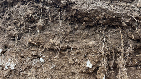 Avec la « directive sur la surveillance des sols », l’Union européenne fixe un objectif « indicatif de parvenir à des sols en bonne santé d’ici à 2050 ».