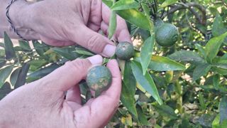 Dans une exploitation à Nules (Communauté valencienne) où la récolte a été particulièrement touchée par l'événement de grêle de la fin du mois de juillet 2025. C'est un lieu très important d'exportation de clémentine notamment.