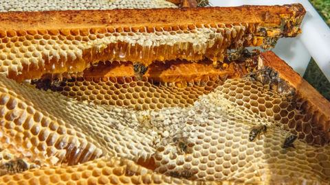 La production française de miel a enregistré une forte hausse en 2025.