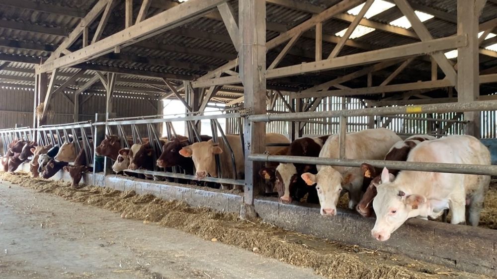 Engraissement de jeunes bovins