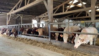 Engraissement de jeunes bovins