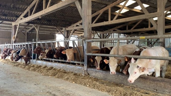 L'accord entre les deux pays donne un débouché supplémentaire pour les animaux vaccinés contre la dermatose nodulaire contagieuse.