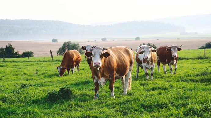 La mise en avant des atouts de l'élevage herbager fait partie des mesures demandées par Interbev pour enrayer la baisse du cheptel