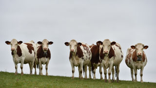 La préfecture du Doubs a indiqué ce qu’une contamination à la dermatose nodulaire contagieuse (DNC) a été constatée sur trois autres bovins du troupeau abattu lundi dans une ferme laitière du département.